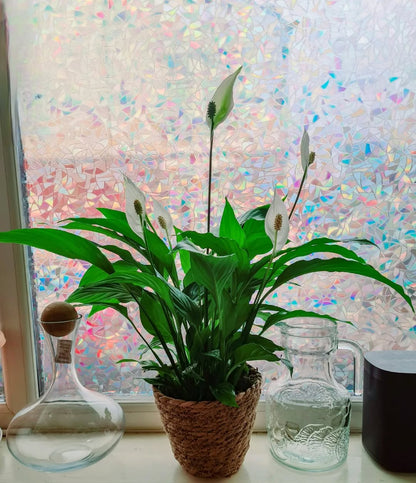 LumoFilm™ 3D-Regenbogen 🌈  Fenster-Sichtschutzfolie